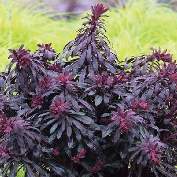 Euphorbia hybrid Miners Merlot