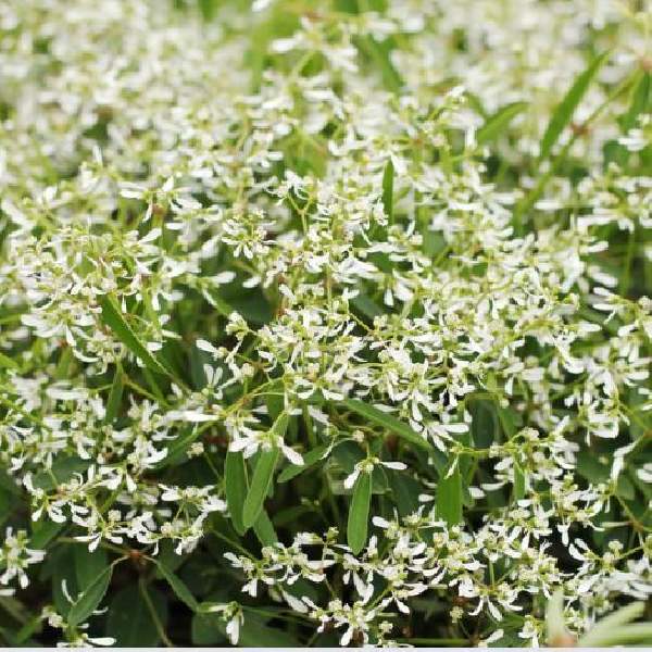 Euphorbia hypericifolia Hip Hop