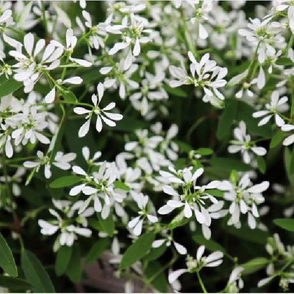 Euphorbia hypericifolia White Manaus