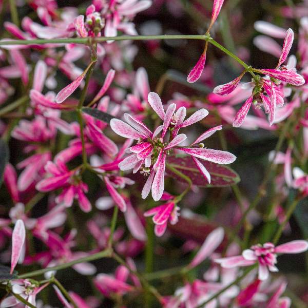 euphorbia-starblast-pink-euphorbia-1724947323.jpg