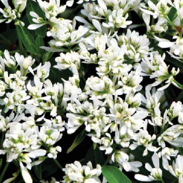 euphorbia-starblast-snowdrift-euphorbia-1724947611.jpg