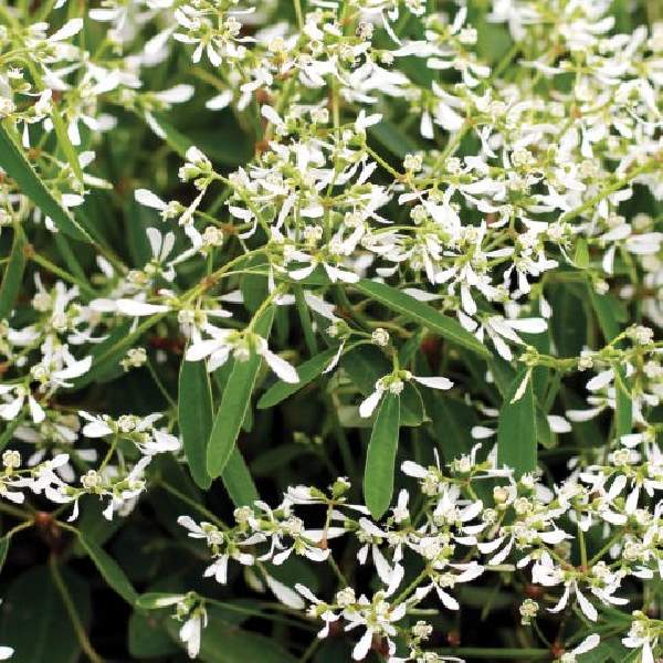 euphorbia-starblast-white-euphorbia-1724947668.jpg