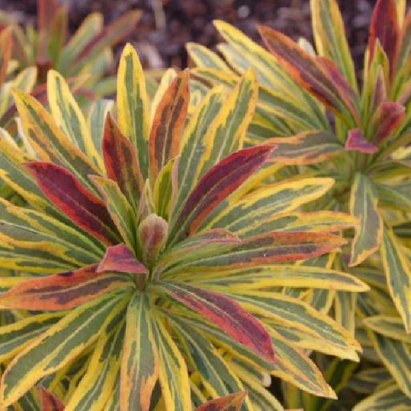 Euphorbia Watersaver Ascot Rainbow