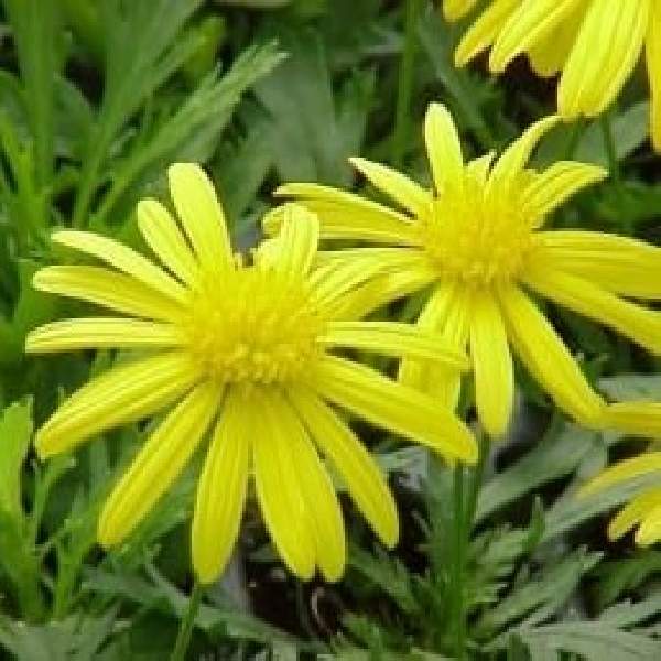 Euryops