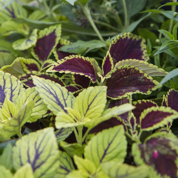 fast-grower-combo-starter-plant-liner.jpg