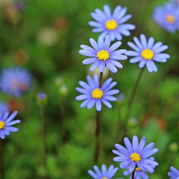 felicia-felicity-blue-spring-blooming-1659464202.jpg