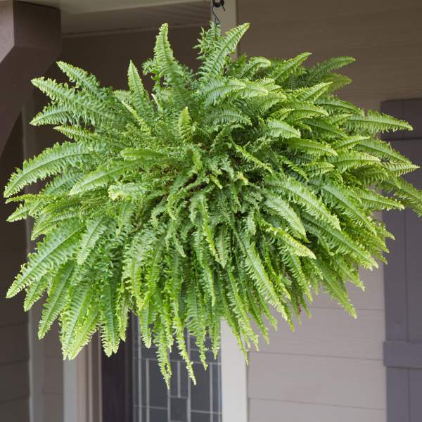 Fern