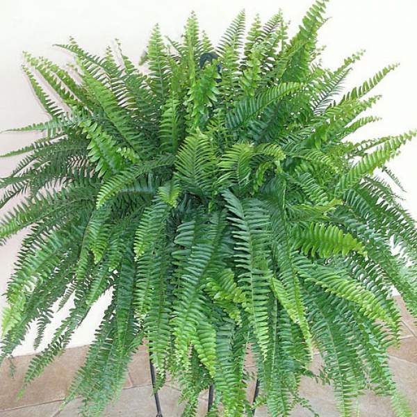 FERN TRUE BOSTON MASSII