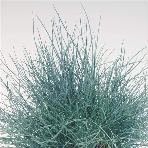 FESTUCA BUDDY BLUE