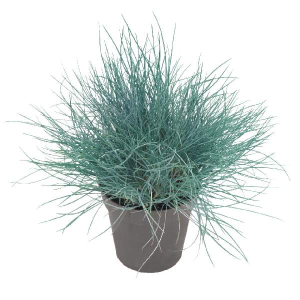 festuca-elijah-blue-grass-1710982566.jpg