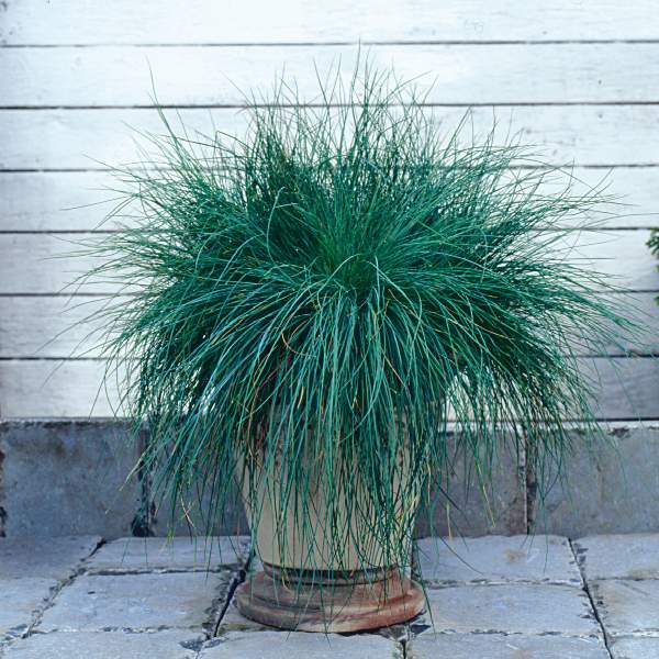 FESTUCA FESTINA