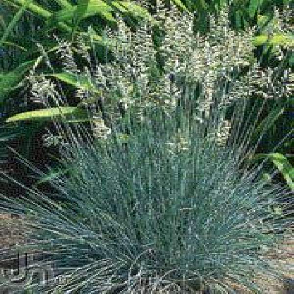 FESTUCA FREDDY