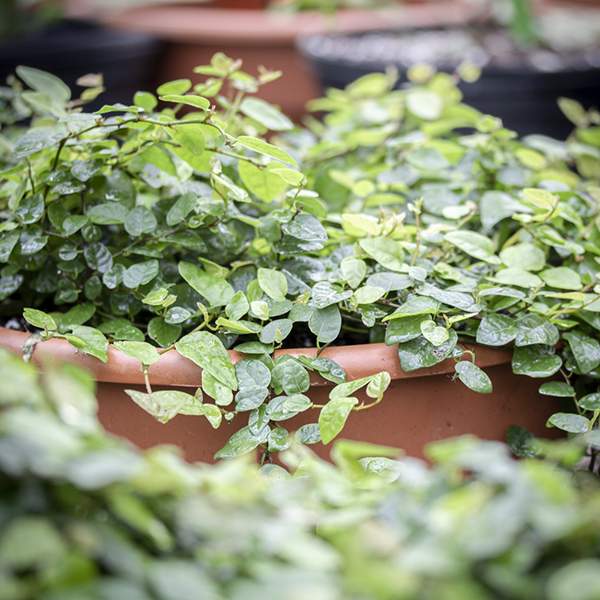 ficus-pumila-creeping-fig-foliage.jpg