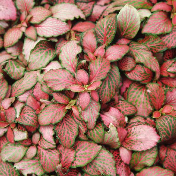 Fittonia
