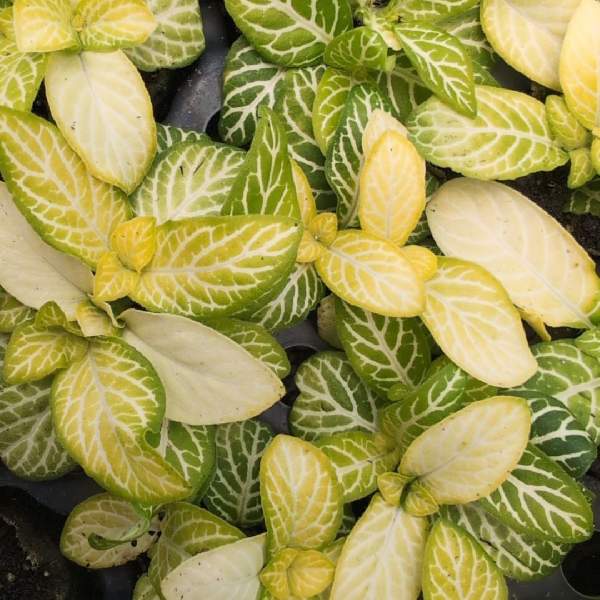 Fittonia Jolly Lemon 