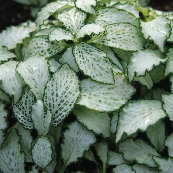 Fittonia Lovers 