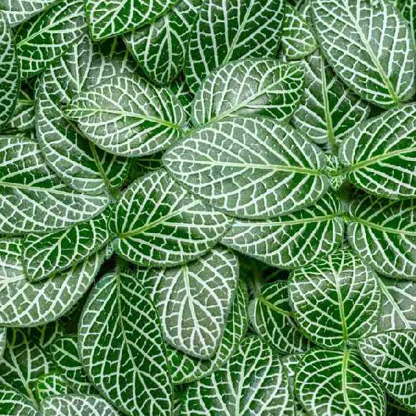 fittonia-marble-green-fittonia-1725047216.jpg
