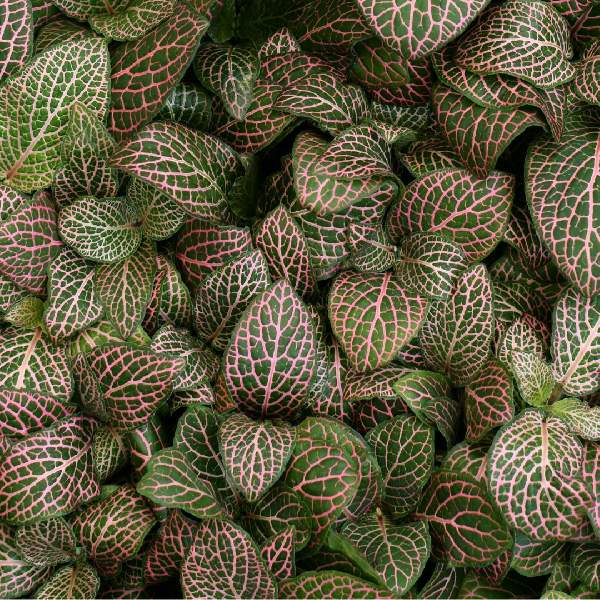 fittonia-mistral--fittonia-1721764173.jpg