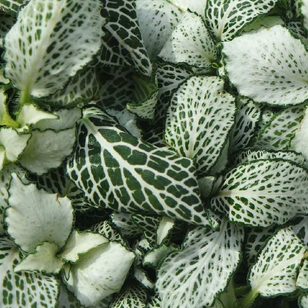 fittonia-purple-snow-anne--fittonia-1721764073.jpg