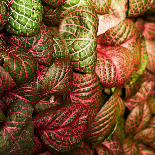 Fittonia Red Flame 