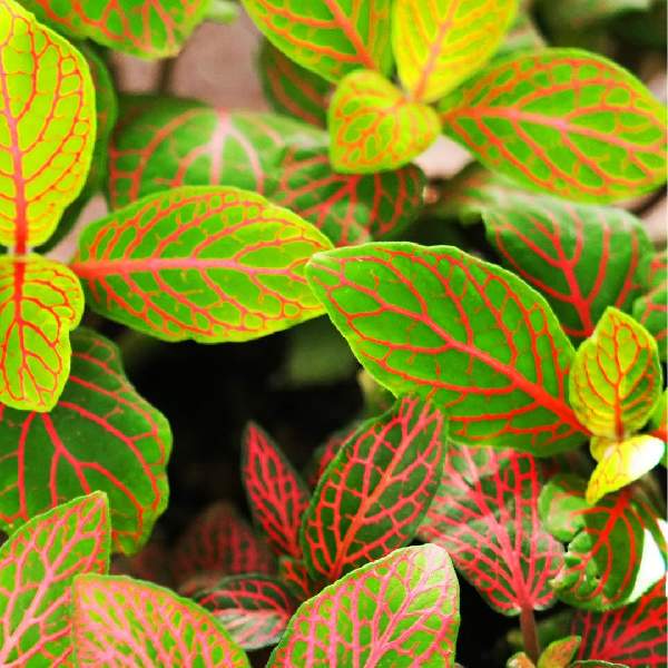 fittonia-skeleton--fittonia-1721764138.jpg