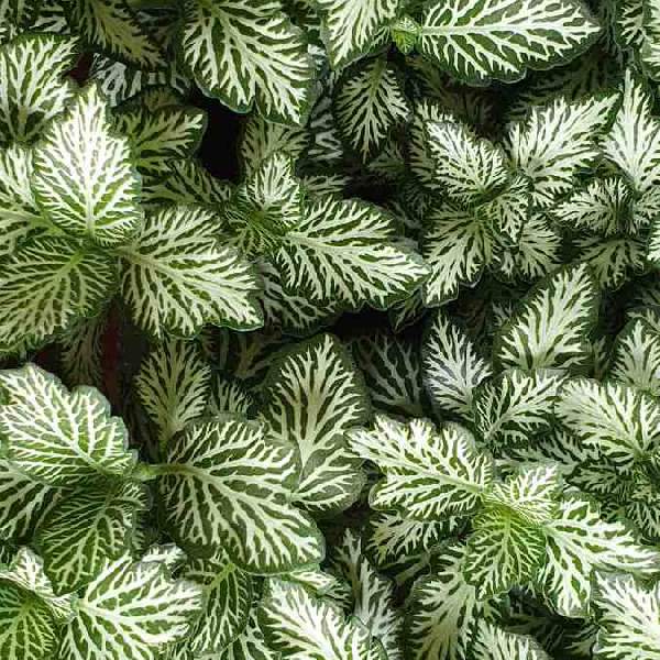 fittonia-tiger-fittonia-1725047235.jpg