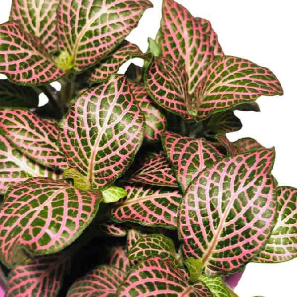 Wholesale Fittonia Houseplant Starter Plants