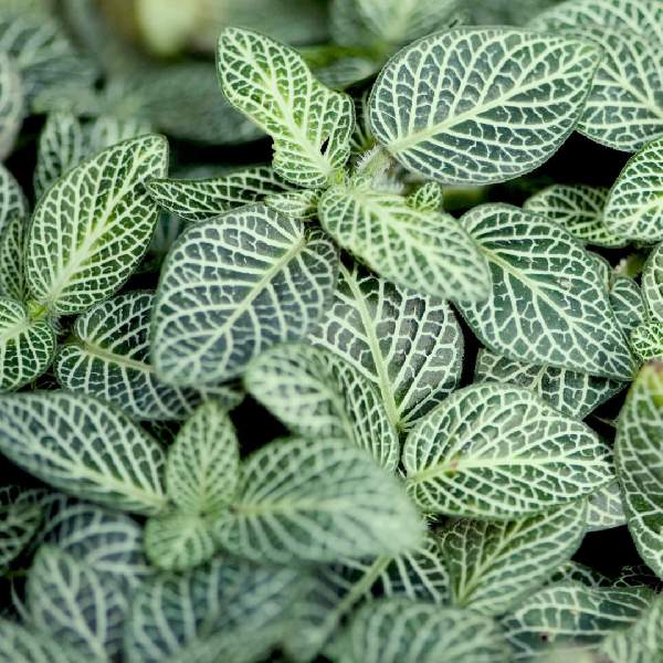 fittonia-whisper--fittonia-1721764193.jpg