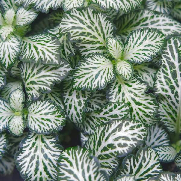 Fittonia White Tiger 