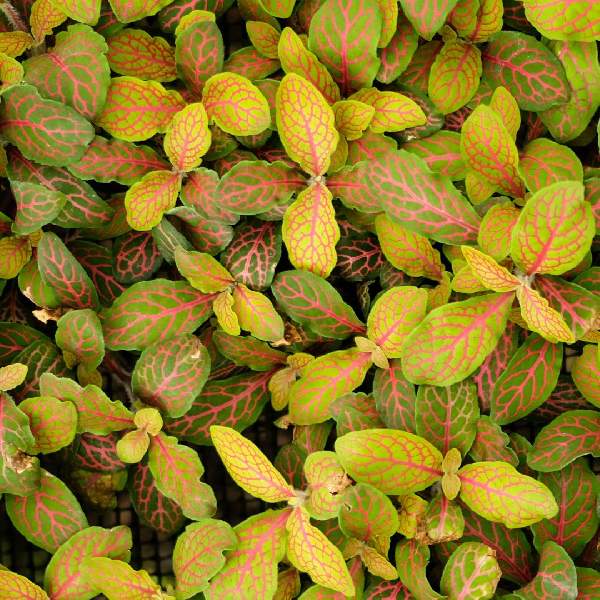 fittonia-zalm-ruby-lime--fittonia-1721764154.jpg