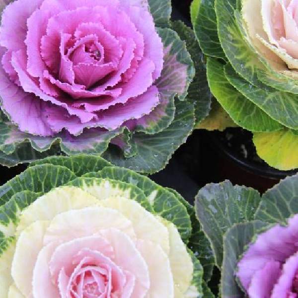 FLOWERING CABBAGE SONGBIRD MIX