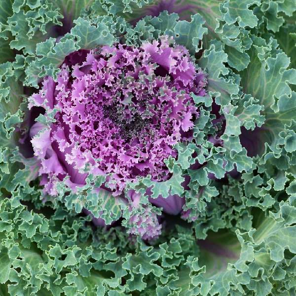 Kale