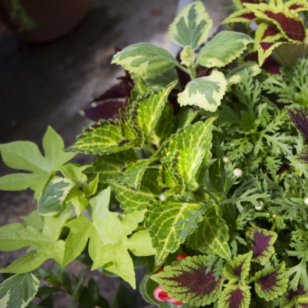 COMBO FOLIAGE