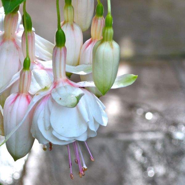 Fuchsia