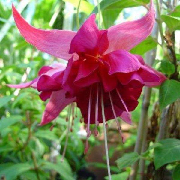 fuchsia-bella-rosella-fuchsia-1659464232.jpg