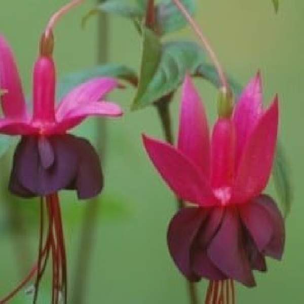 fuchsia-blacky-fuchsia.jpg
