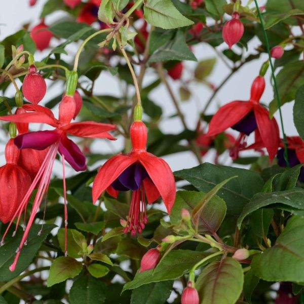 fuchsia-corabells-dark-eyes-fuchsia-1659464246.jpg