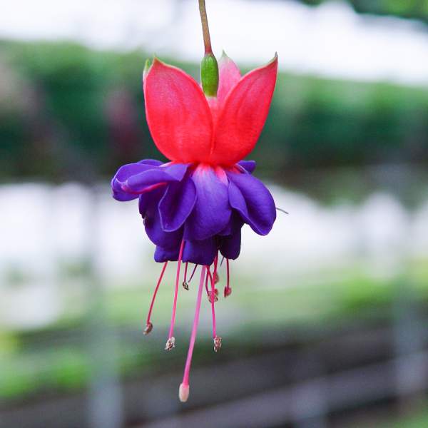 fuchsia-dark-eyes.jpg