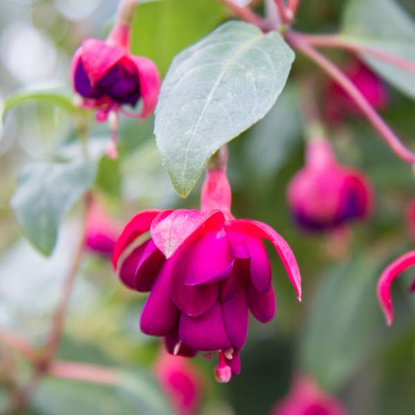 fuchsia-dollar-princess.jpg
