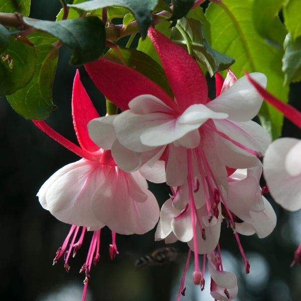 fuchsia-el-camino-fuchsia-1659464285.jpg