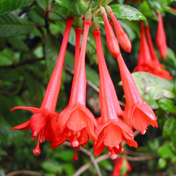 FUCHSIA GARTENMEISTER