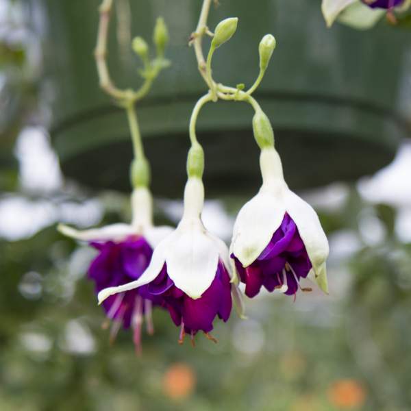 fuchsia-lena.jpg