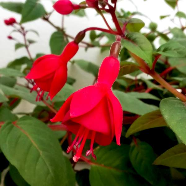 FUCHSIA MARINKA