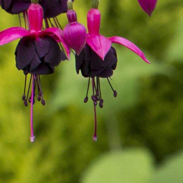 FUCHSIA NEW MILLENIUM