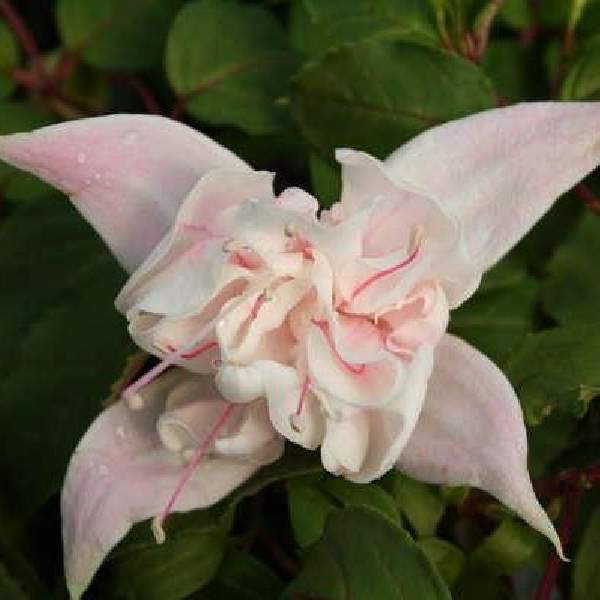 fuchsia-pink-marshmallow-fuchsia-1659464363.jpg