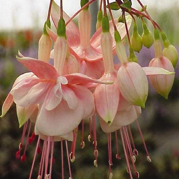 FUCHSIA SOUTHGATE