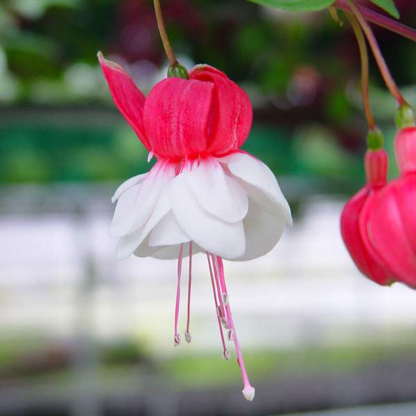 FUCHSIA SWINGTIME