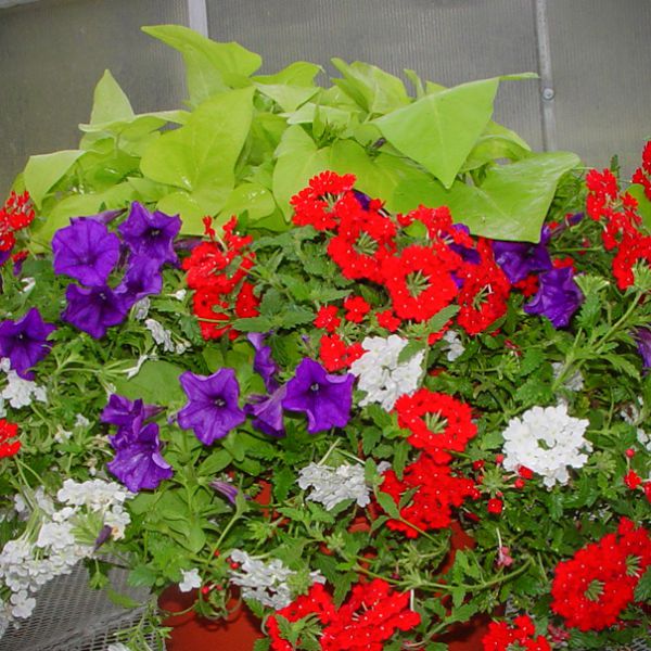 full-sun-combo-starter-plant-liner.jpg