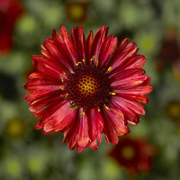 Gaillardia