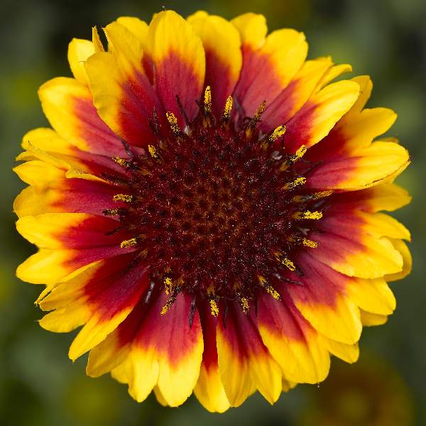 gaillardia-barbican-yellow-red-ring-gaillardia-1659464691.jpg